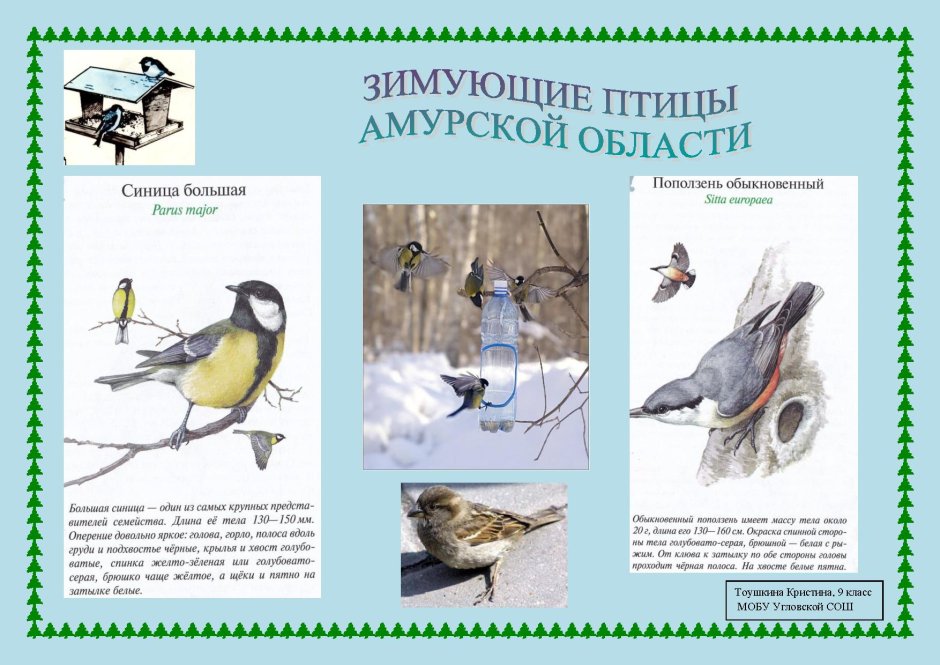 Птицы зимующие в Санкт-Петербурге