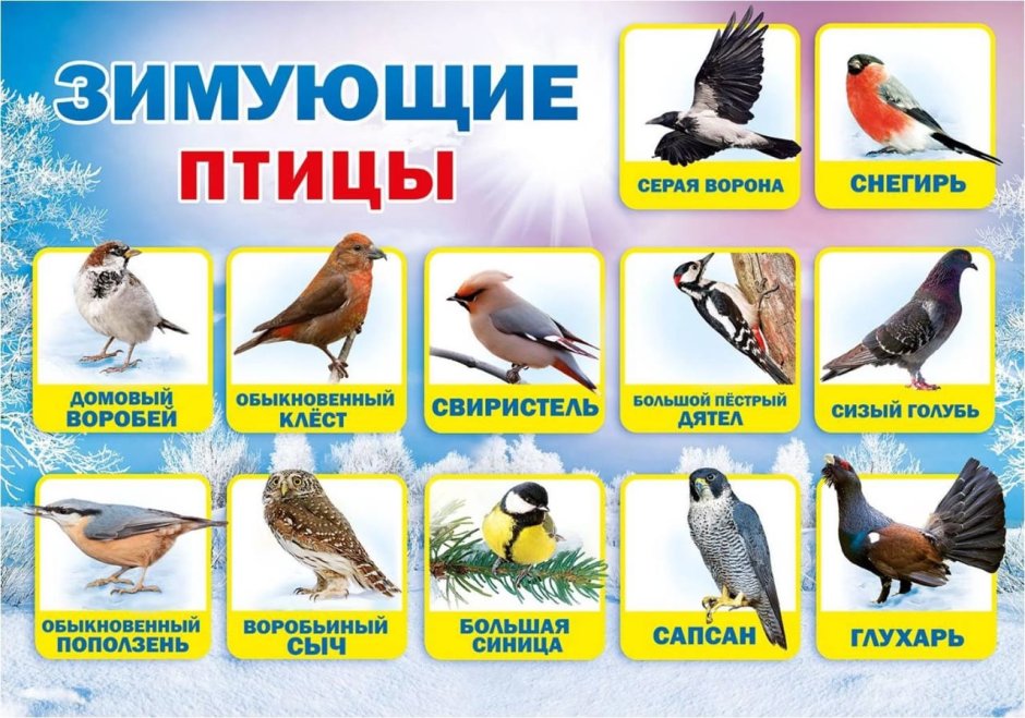 Синиц, Щеглов, снегирей, соек, чечеток, свиристелей