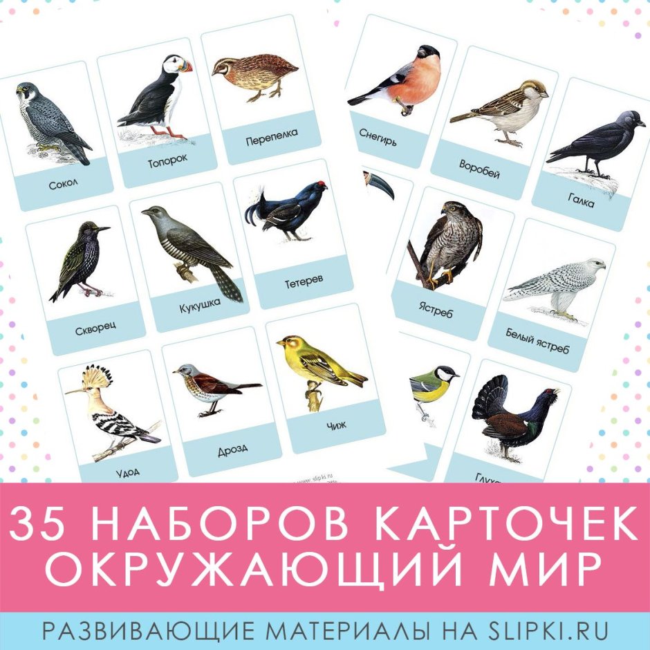Подкормка птиц зимой