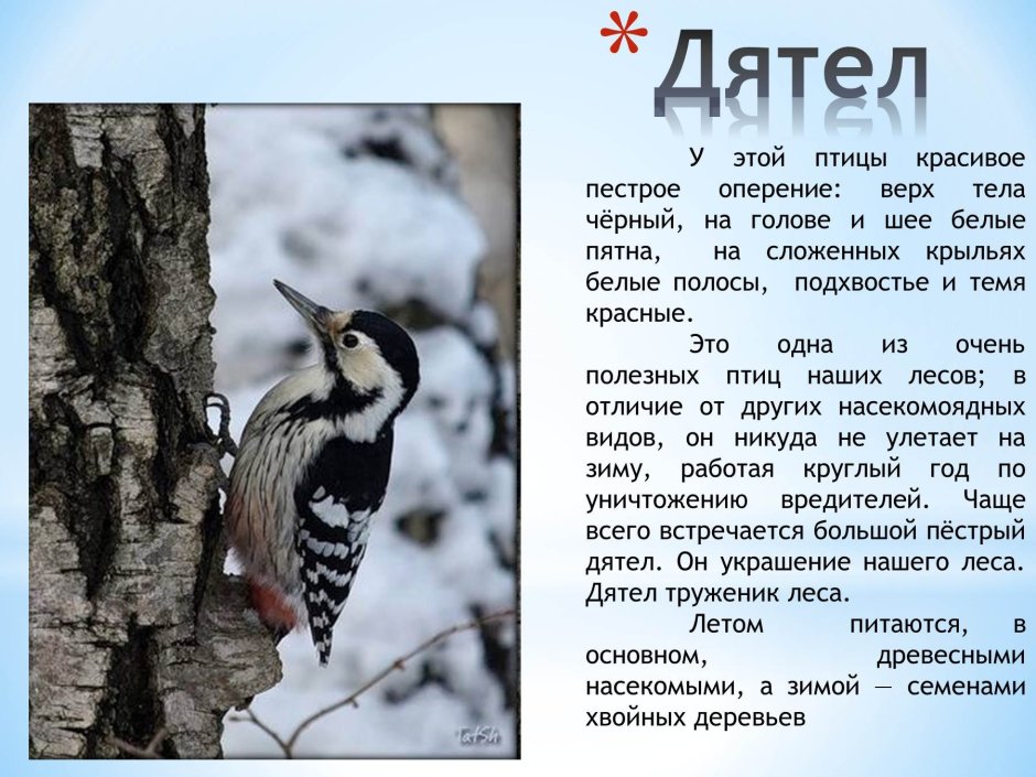 Зимний рябчик