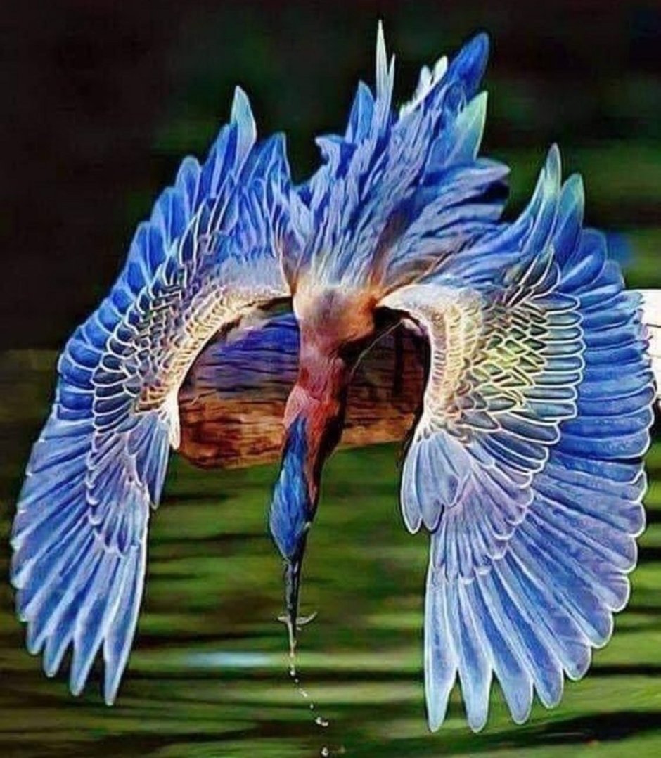 Удивительные птицы