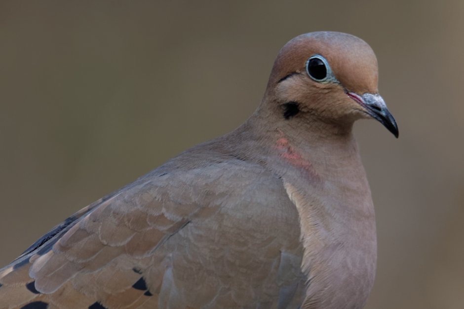 Mourning dove птица