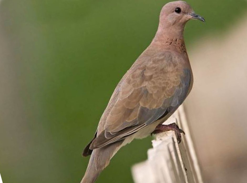 Горлица обыкновенная хвост