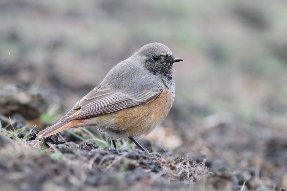 Серая птичка на итальянском