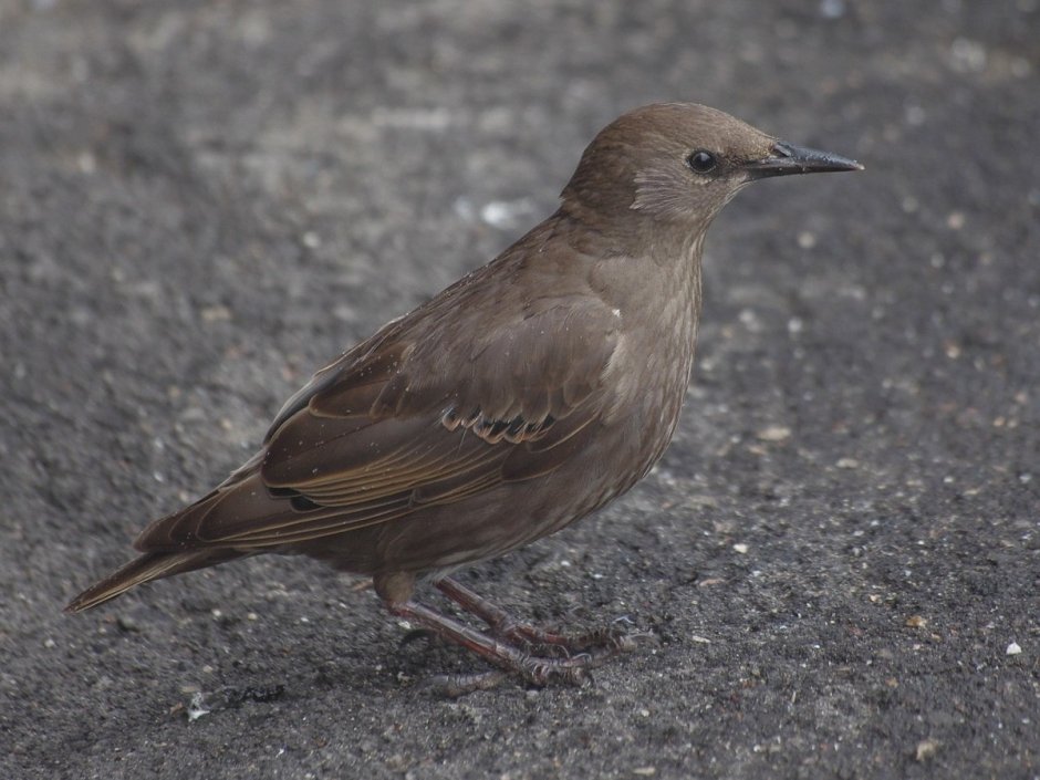 Серая птичка скворец