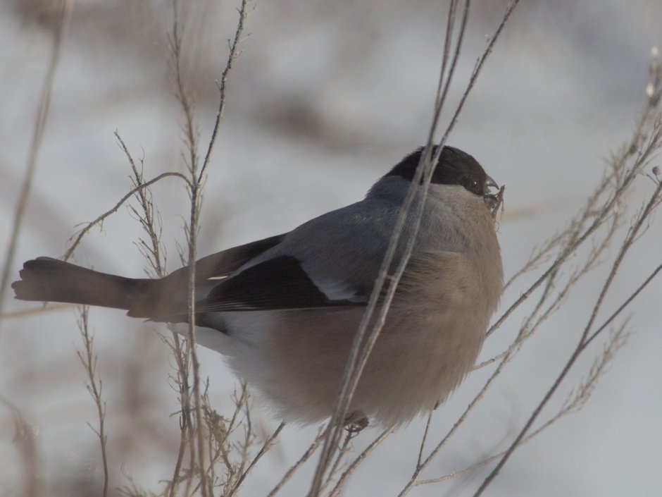 Снегирь Сибирский серый