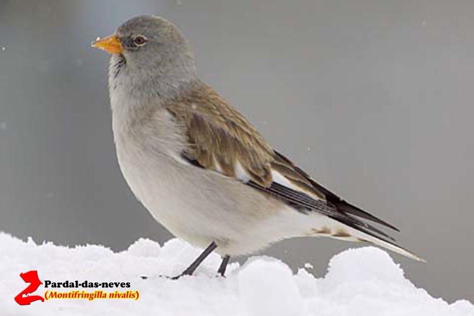 Отряд воробьиные снежные вьюрки