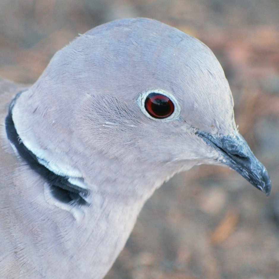 Кольчатая Горлица