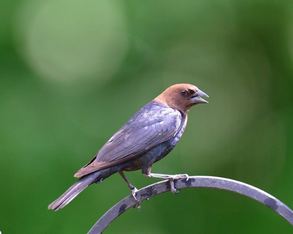 Птица с коричневой головой