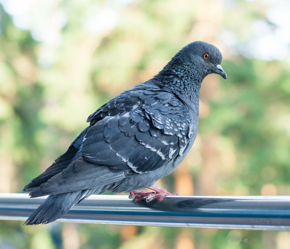 Мадейрский голубь