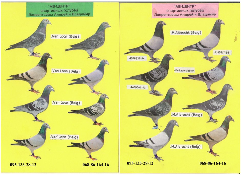 Голубь самка и самец отличия
