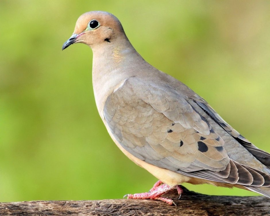 Коричневая птица похожая на голубя