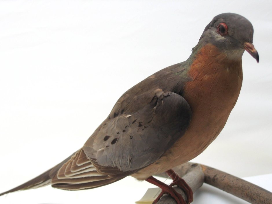 Странствующий голубь