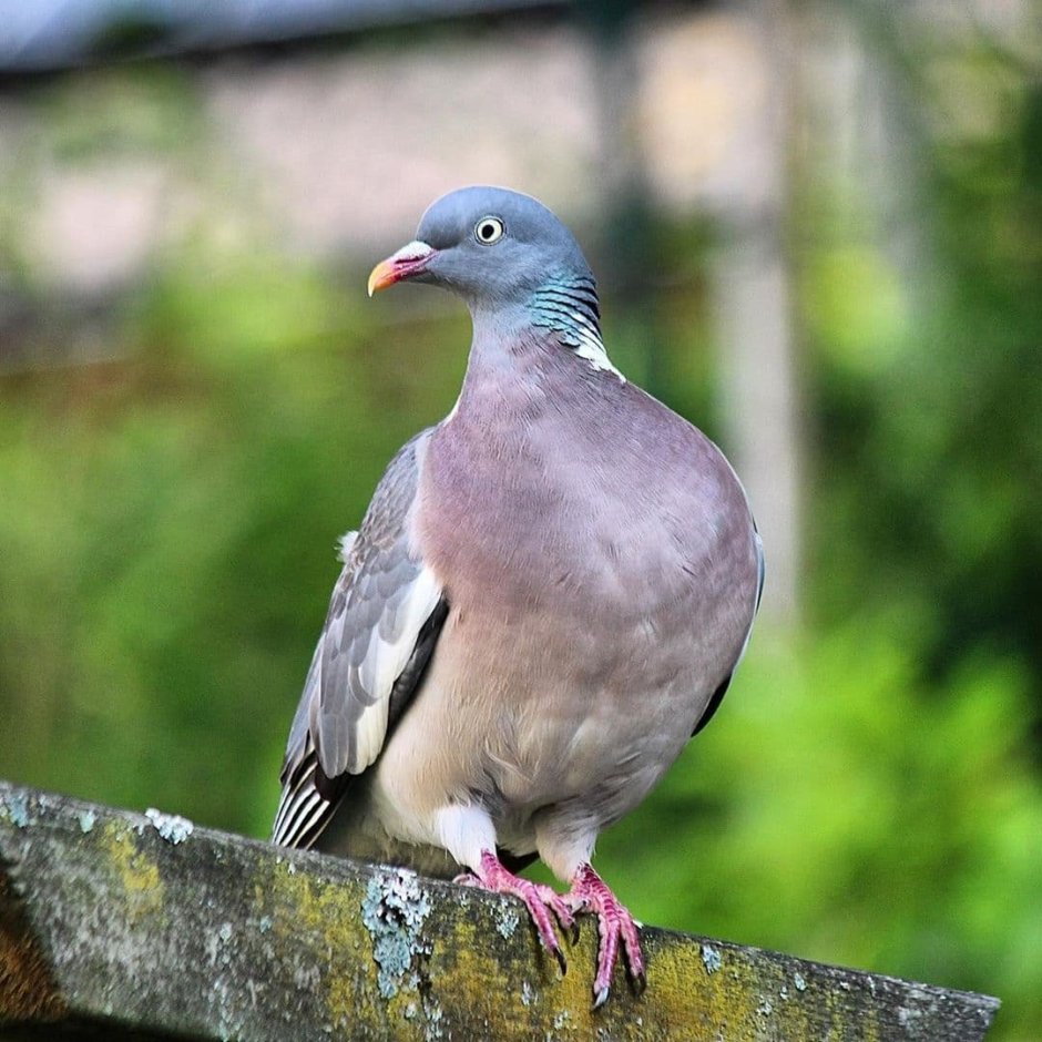 Вяхирь витютень