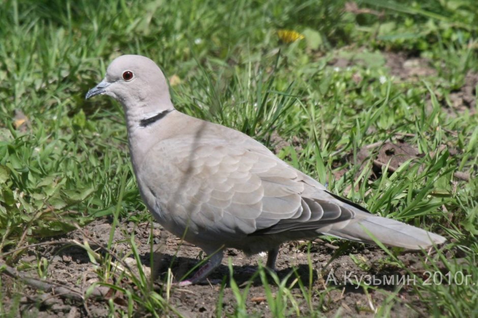 Охота на кольчатую горлицу