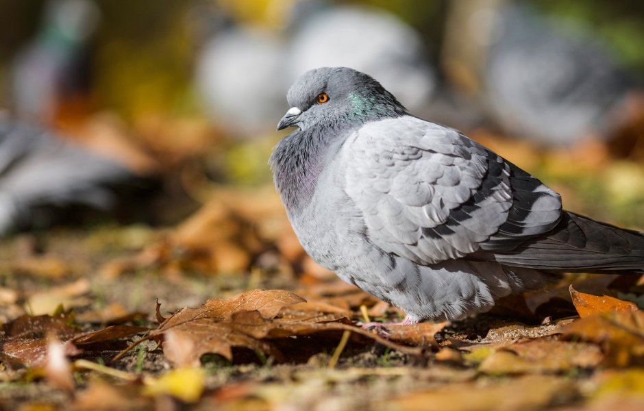 Голуби на рабочий стол