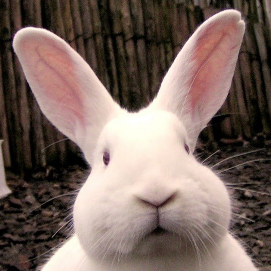 Банни рэббит