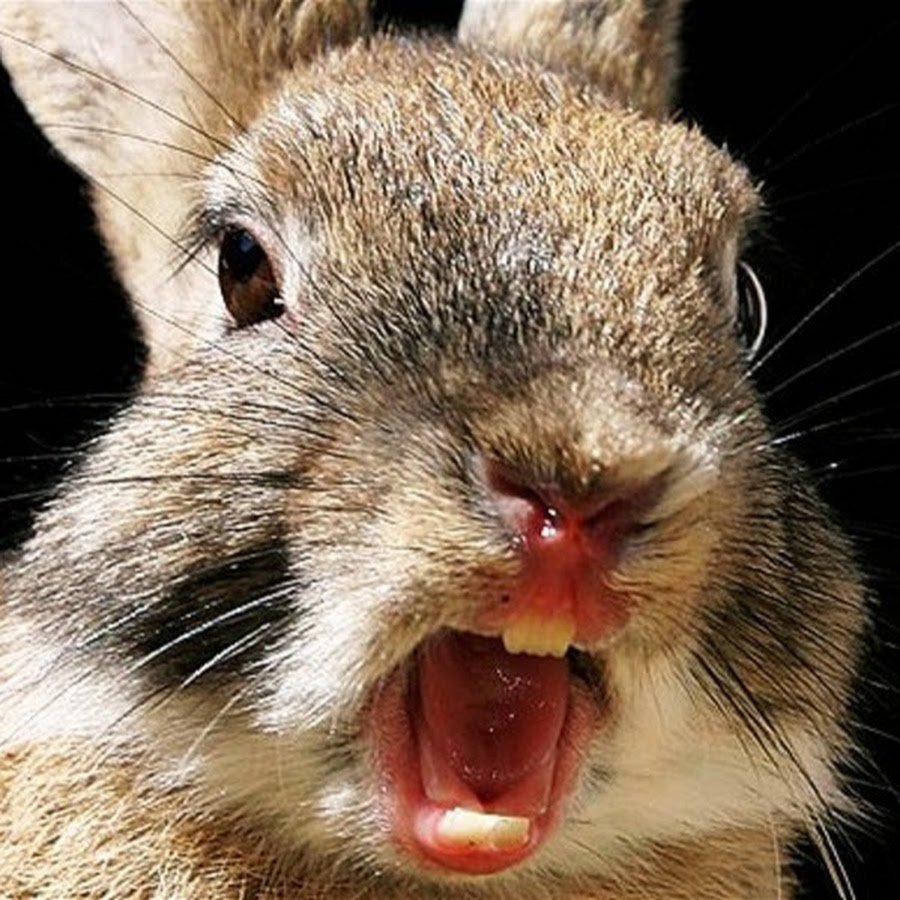 Тайная жизнь домашних животных кролик