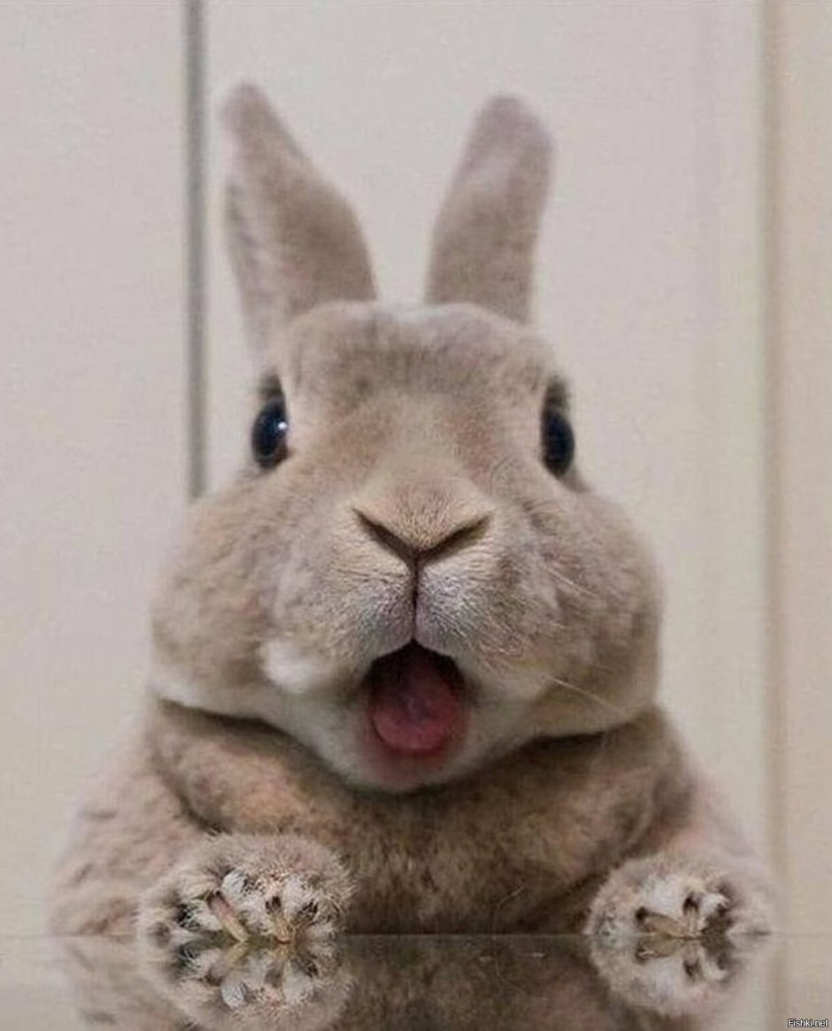 Пушистый Гремлин белый Гремлин