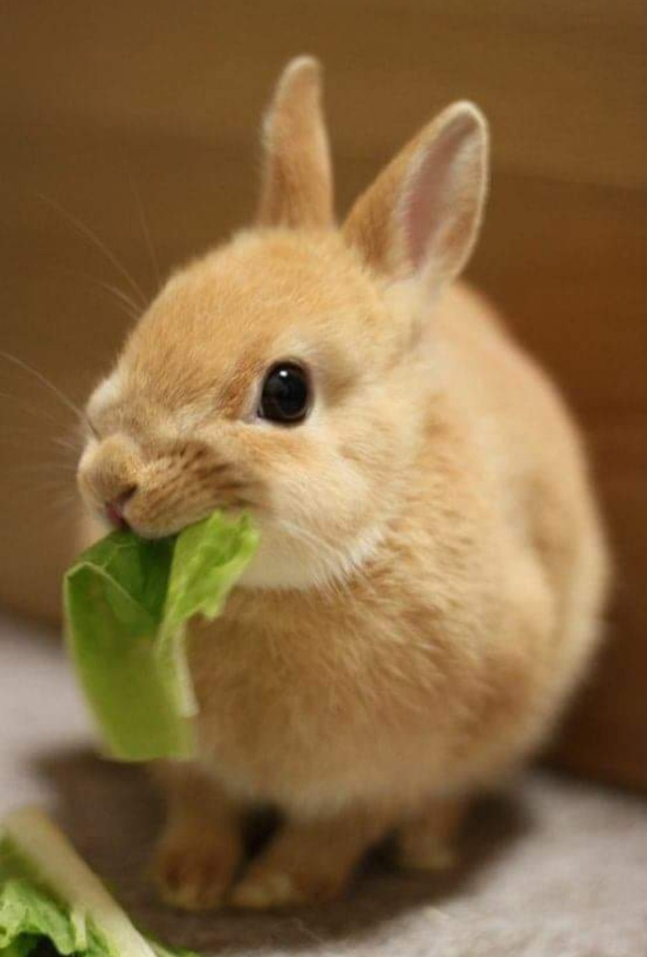 Кролик кушает