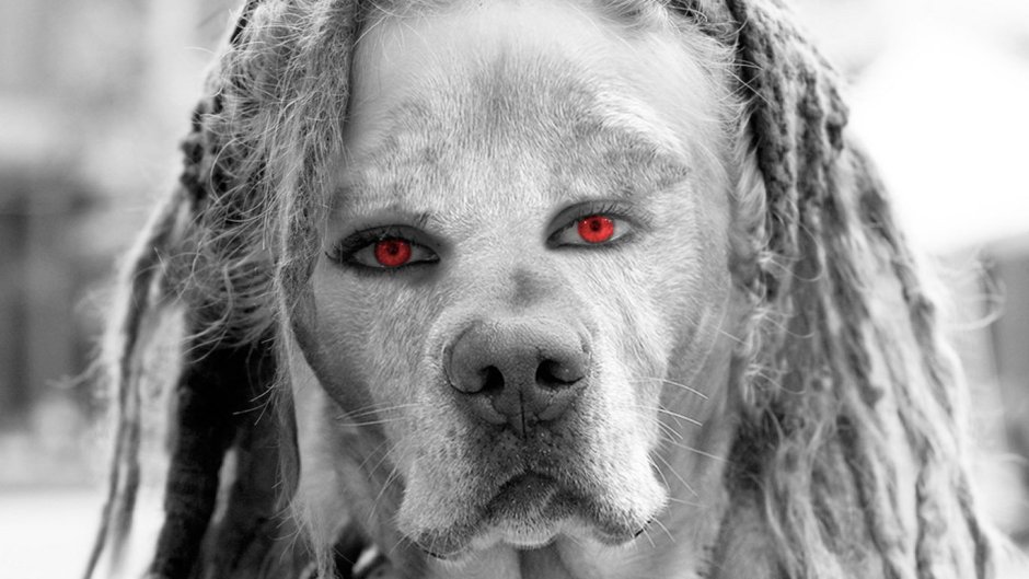 Собака с человеческими глазами