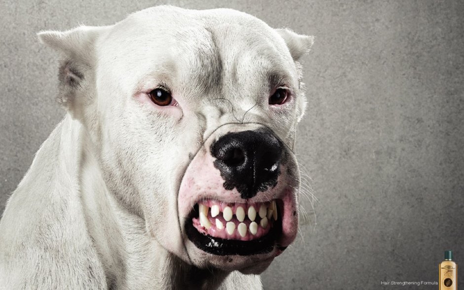 Аргентинский дог оскал