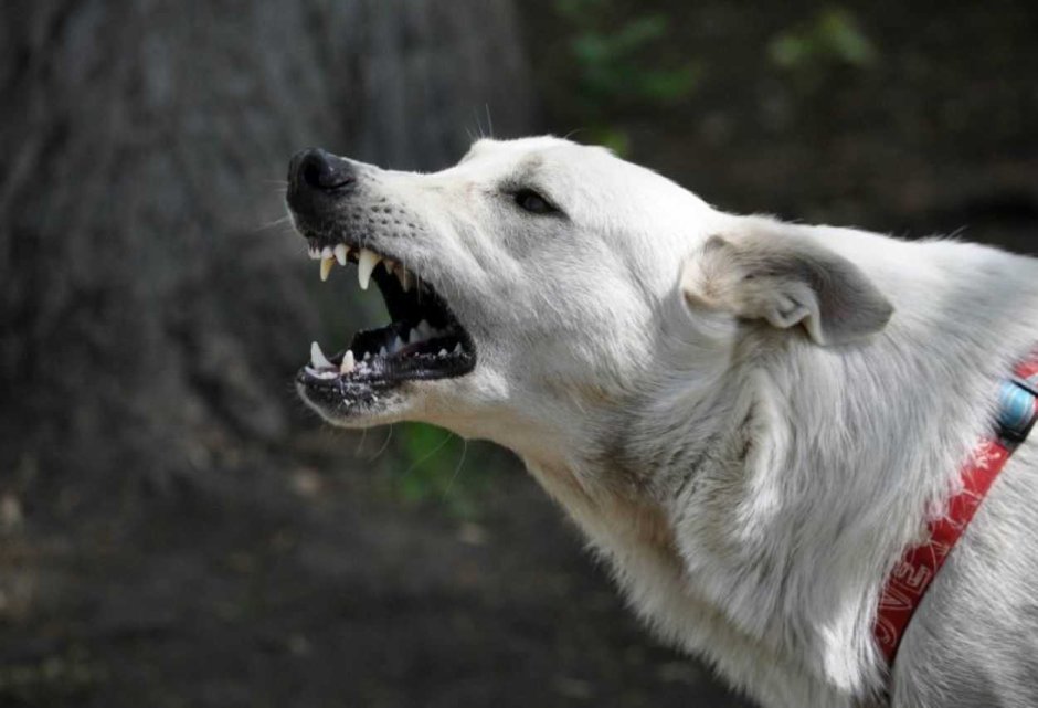 Белая швейцарская овчарка злая
