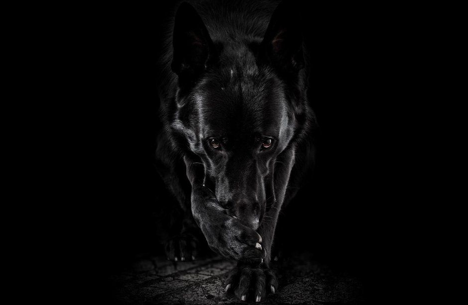 Чёрная собака в темноте