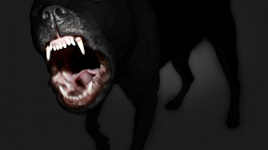 Страшная черная собачка