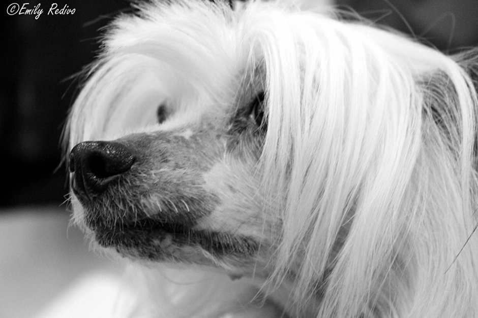 Китайская хохлатая собака морда