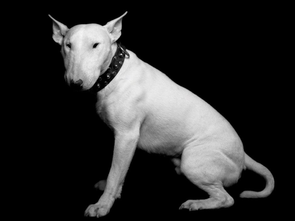 Белая страшная собака