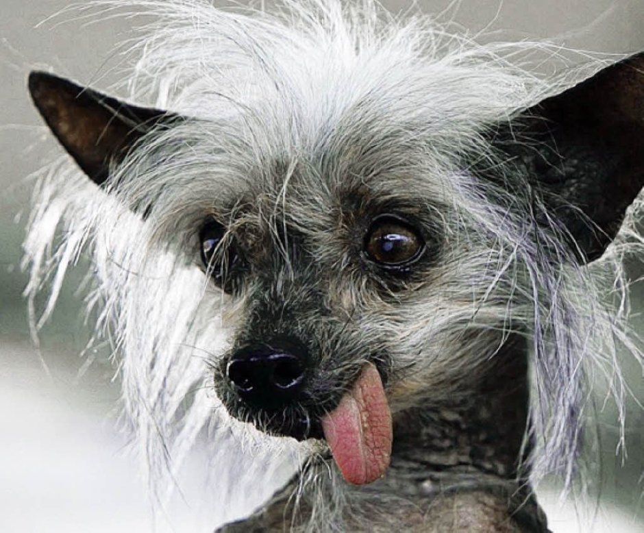 Питбуль обои