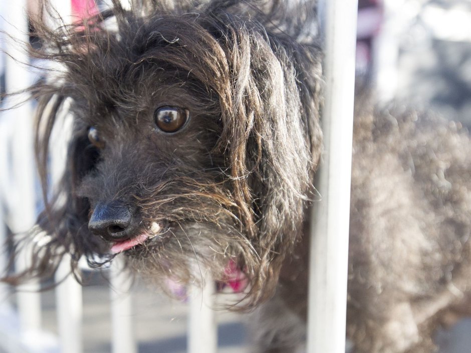 Бультерьер Хинкса