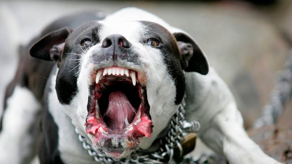 Стаффордширский терьер лает