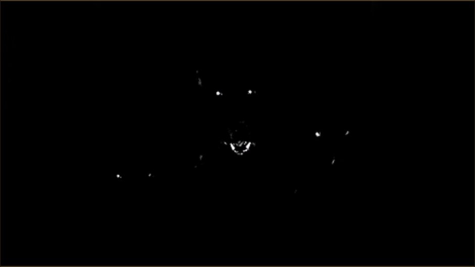 Волчьи глаза в темноте