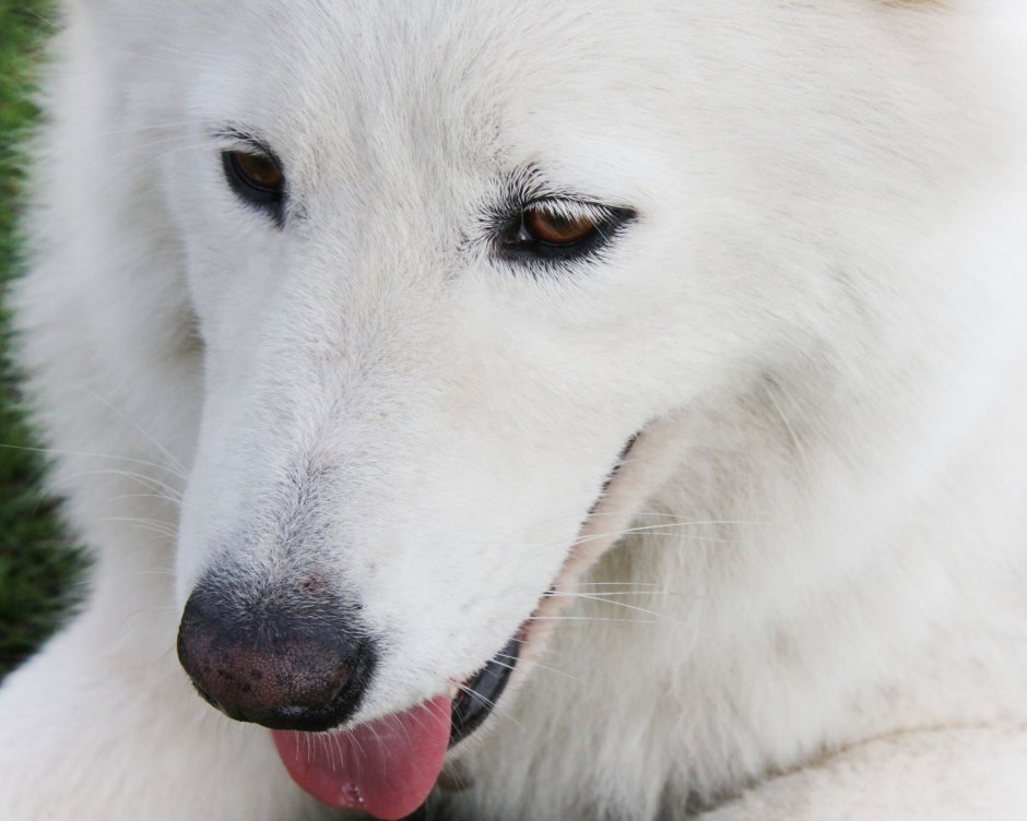 Белая собака с черными глазами