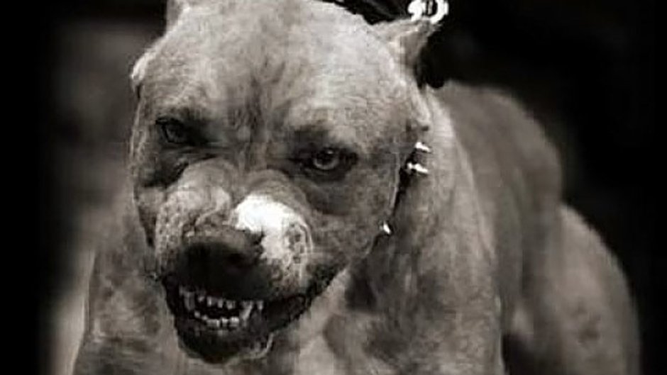 Собака на темном фоне