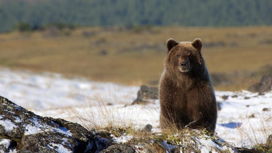 Бурый медведь (Ursus arctos)