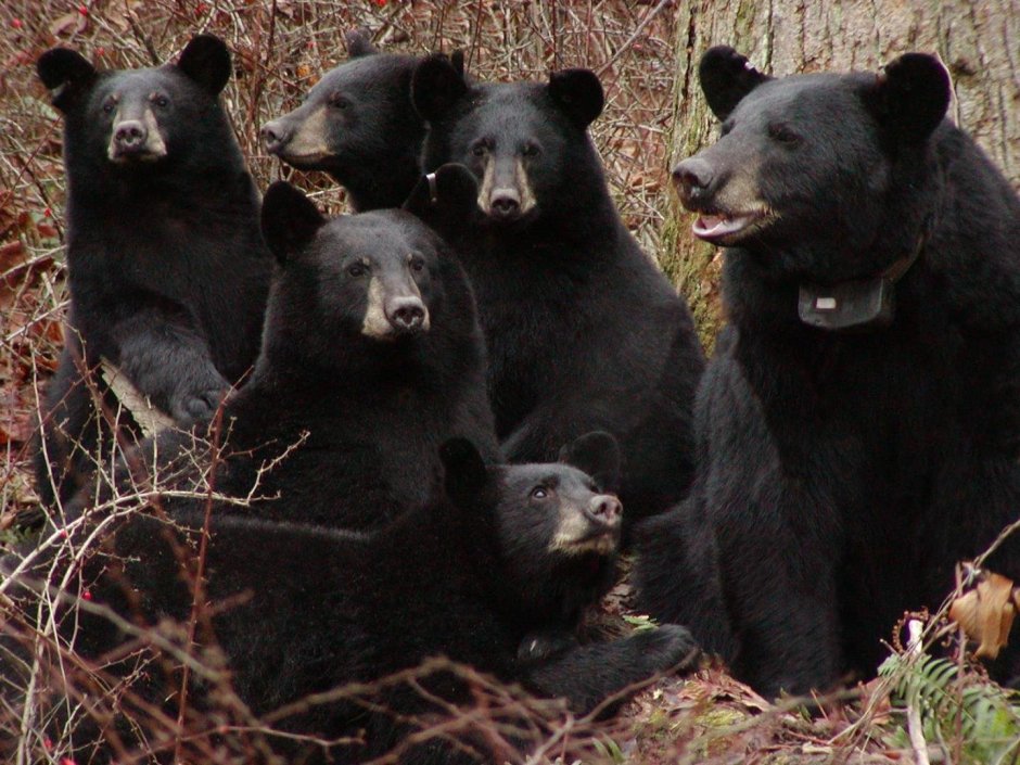 Ursus americanus kermodei