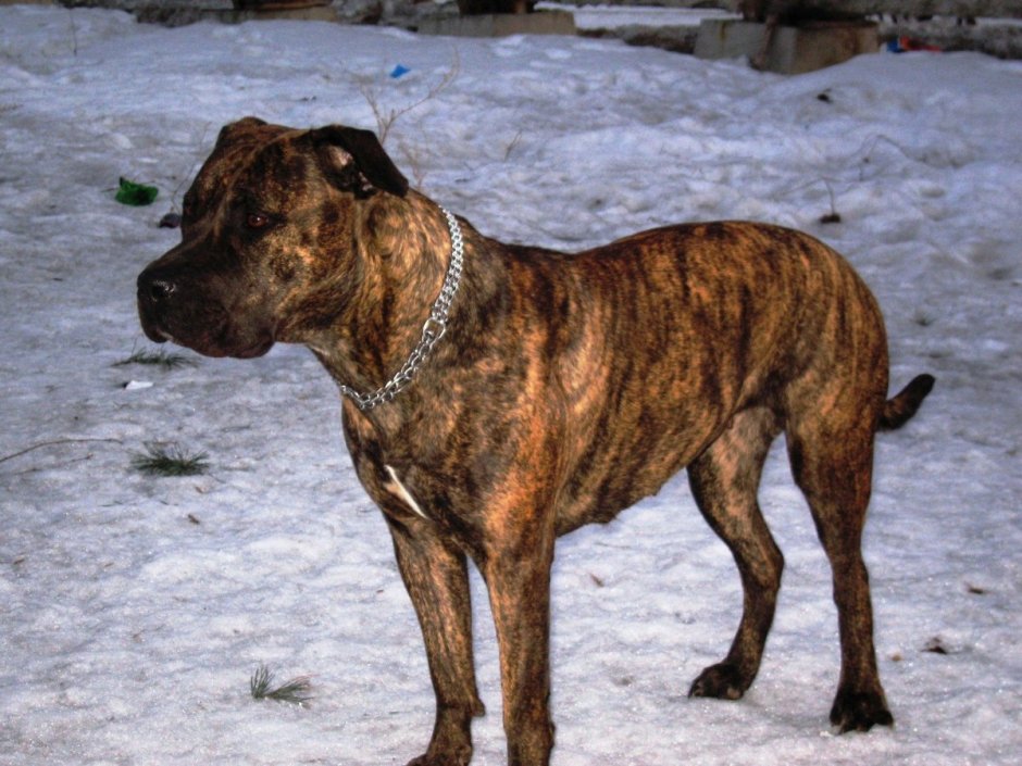 Бультерьер Black Brindle