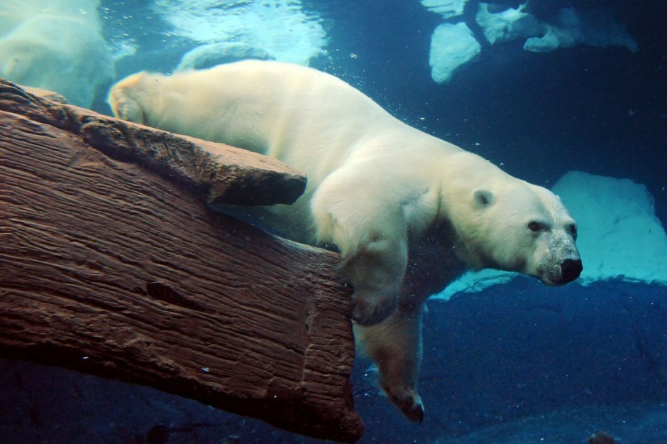 Белый медведь в воде