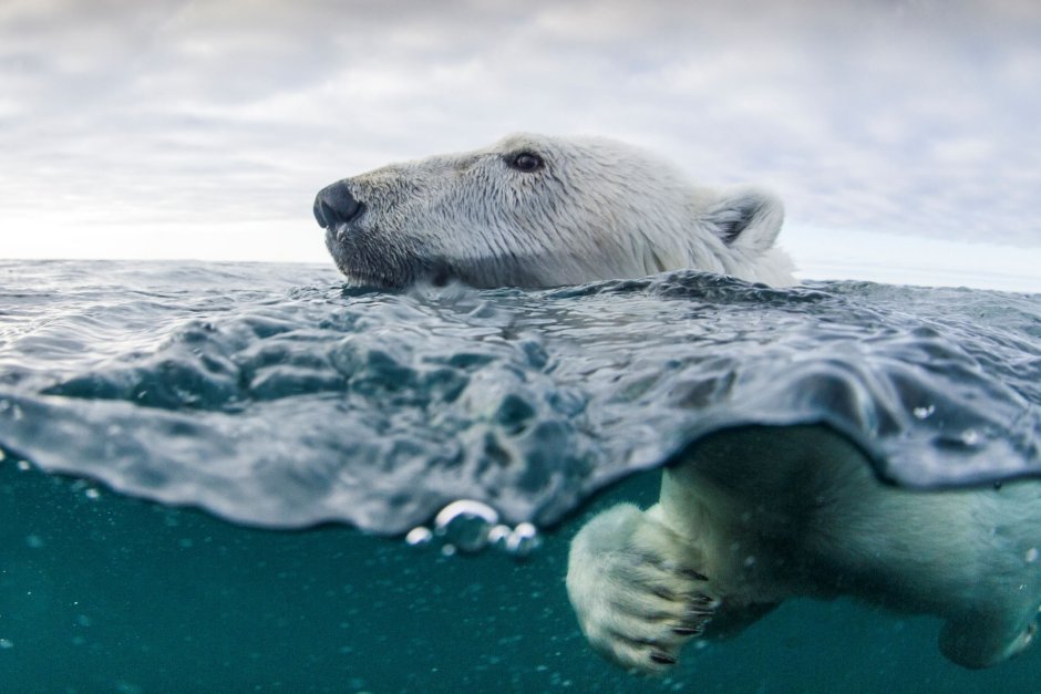Белый медведь WWF