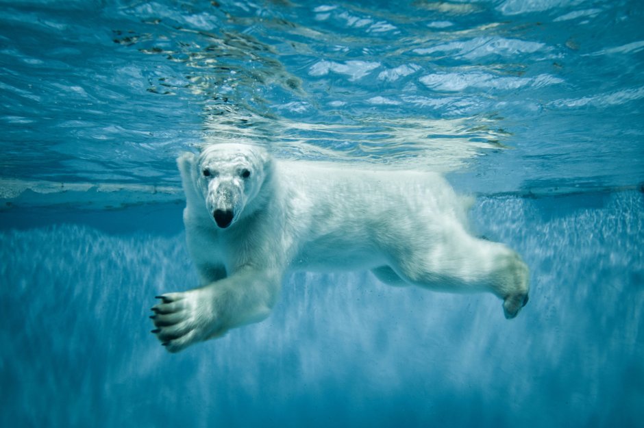 Белый мишка под водой