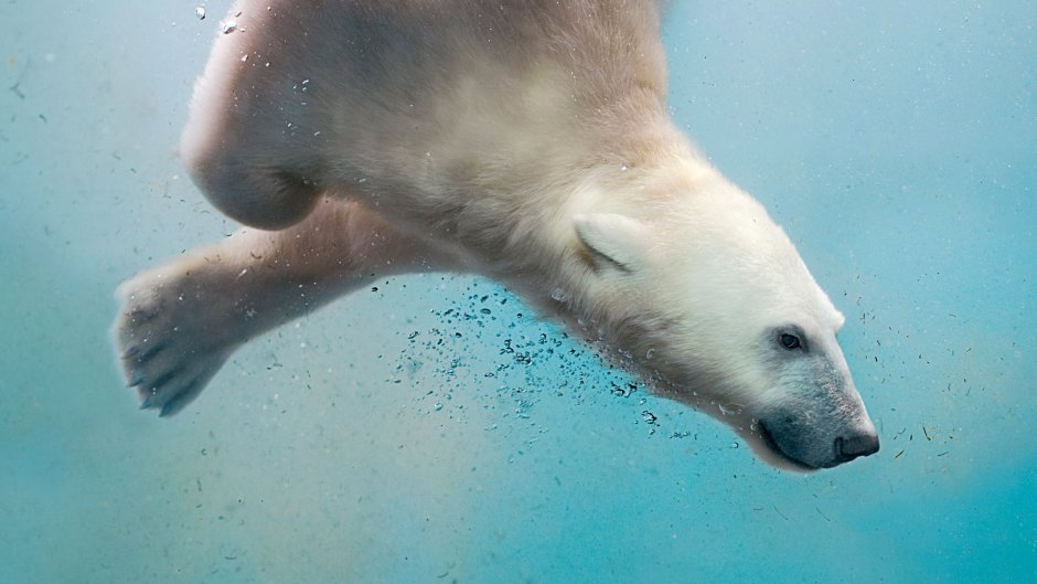 Белый медведь под водой