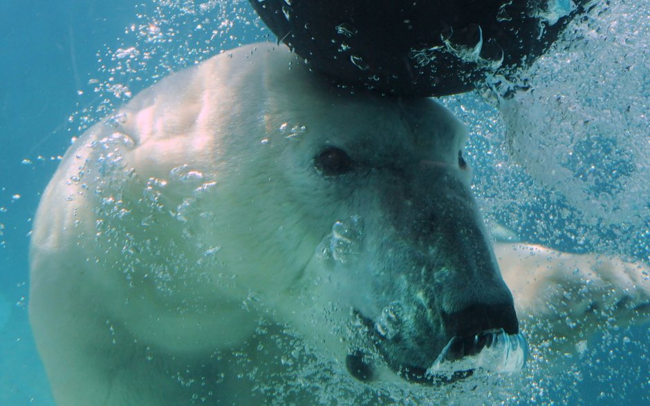 Белый медведь под водой