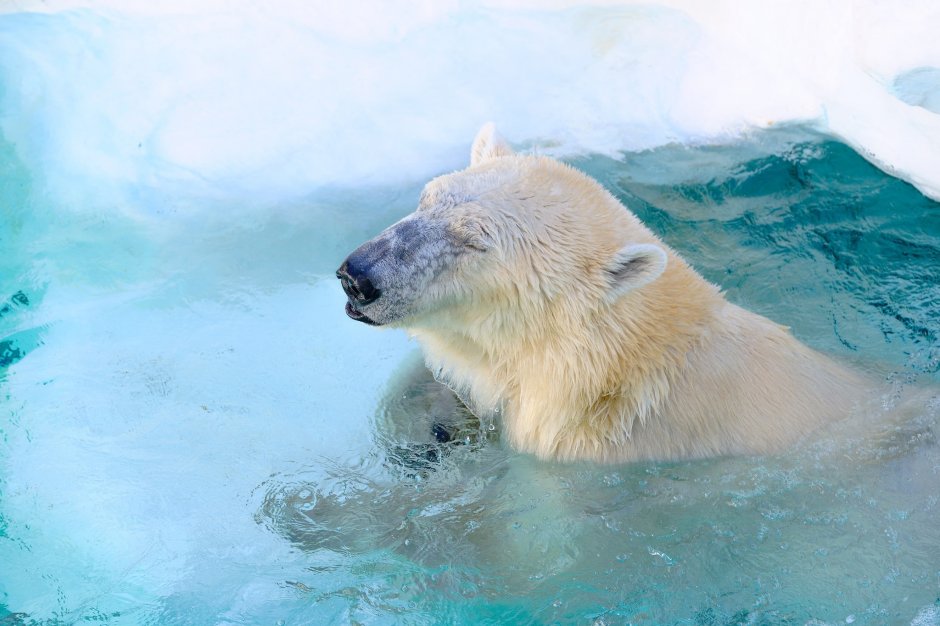 Белый медведь под водой
