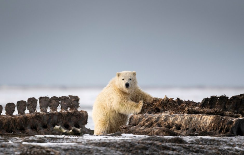 Белый медведь National Geographic