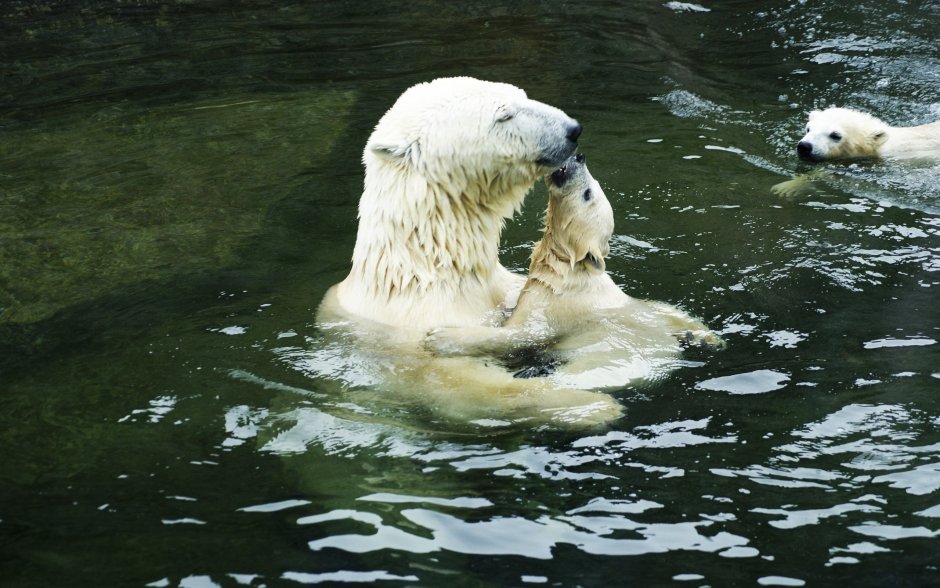 Животные под водой
