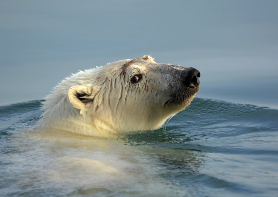 Белый медведь под водой