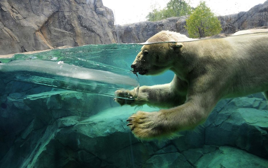 Белый медведь в воде